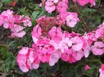 rose les fleurs du jardin Capuche Feuilles Pélargonium, Arbre Pélargonium, Mauve Wilde, Pelargonium Photo