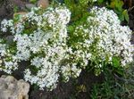 branco Flores do Jardim Stonecrop, Sedum foto