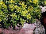 ყვითელი ბაღის ყვავილები Stonecrop, Sedum სურათი