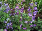 purpurs Dārza Ziedi Foothill Penstemon, Chaparral Penstemon, Bunchleaf Penstemon, Penstemon x hybr, Foto