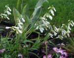 ホワイト 庭の花 東部ペンステモン、毛深いイワブクロ, Penstemon フォト