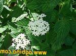 white Egyptian star flower, Egyptian Star Cluster, Pentas Photo