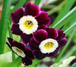 винен Градински цветове Безстъблена Иглика, Primula снимка