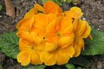 оранжев Градински цветове Безстъблена Иглика, Primula снимка
