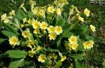 жовтий Садові Квіти Примула, Primula Фото