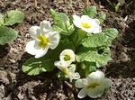 ホワイト 庭の花 サクラソウ, Primula フォト