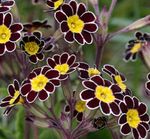 черно Градински цветове Безстъблена Иглика, Primula снимка