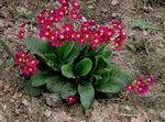 rosso I fiori da giardino Primula foto