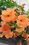 naranja Flores de jardín Petunia Foto