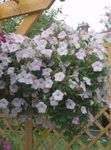 blanco Flores de jardín Petunia Foto