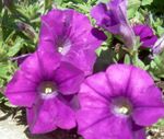 violetinė Sodo Gėlės Petunija, Petunia Nuotrauka