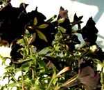 nero I fiori da giardino Petunia foto