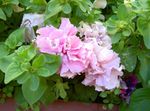 rosa Flores de jardín Petunia Foto