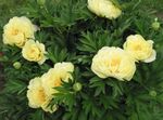 жовтий Садові Квіти Півонія, Paeonia Фото