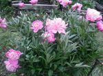 рожевий Садові Квіти Півонія, Paeonia Фото