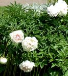 бял Градински цветове Божур, Paeonia снимка