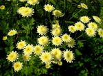 жовтий Садові Квіти Пиретрум, Pyrethrum hybridum, Tanacetum coccineum, Tanacetum parthenium Фото