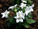 ホワイト 庭の花 バルーンの花、キキョウ, Platycodon フォト