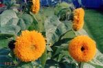 オレンジ 庭の花 ヒマワリ, Helianthus annus フォト