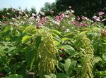 მწვანე ბაღის ყვავილები Amaranthus, სიყვარული ტყუილების-სისხლდენა, Kiwicha, Amaranthus caudatus სურათი