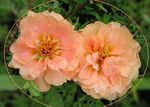 rosa I fiori da giardino Pianta Sole, Portulaca, Muschio Rosa, Portulaca grandiflora foto