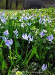 светло синьо Градински цветове Сибирски Синчец, Сцила, Scilla снимка