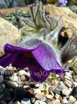 vijolična Vrtno Cvetje Kosmatinec, Pulsatilla fotografija