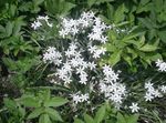 blanco Flores de jardín Estrella-De-Belén, Ornithogalum Foto