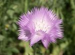 ライラック 庭の花 Amberboa、甘いスルタン フォト