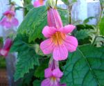 ピンク 庭の花 中国ジギタリス, Rehmannia フォト