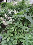 ホワイト 庭の花 羽の葉のヤグルマソウ属、ロジャース花, Rodgersia フォト