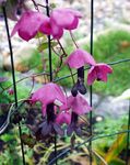 rosa Gartenblumen Glocke Lila Reben, Rhodochiton Foto