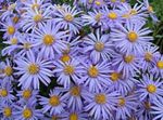 γαλάζιο Λουλούδια κήπου Ialian Aster, Amellus φωτογραφία
