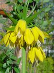 gul Have Blomster Krone Kejserlige Fritillaria Foto