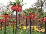rojo Flores de jardín Coronar Fritillaria Imperiales Foto