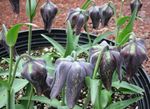 чорны Садовыя Кветкі Рабчык (Фритиллария), Fritillaria фота