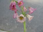 Foto Okruniti Imperijalnih Fritillaria opis