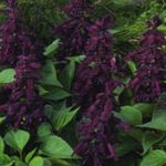 紫 园林花卉 一串红，猩红丹参，丹参，红丹参, Salvia splendens 照