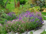 ροζ Λουλούδια κήπου Φασκόμηλο, Ζωγραφισμένα Φασκόμηλο, Horminum Φασκόμηλο, Salvia φωτογραφία
