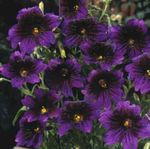 purpurs Dārza Ziedi Apgleznoti Mēle, Salpiglossis Foto