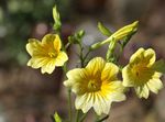gul Have Blomster Malet Tungen, Salpiglossis Foto