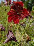 red Garden Flowers Painted Tongue, Salpiglossis Photo