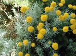 Levendula Pamut, Szent Növény, Talaj Ciprus, Ciprus Vékony, Zöld Cipruska