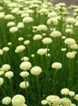 blanco Flores de jardín Algodón Lavanda, Hierba Santa, Ciprés Suelo, Ciprés Petite, Santolina Verde Foto
