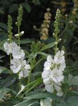 blanco Flores de jardín Checkerbloom, Malvarrosa Miniatura, Malva Pradera, Malva Corrector, Sidalcea Foto