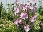 ვარდისფერი ბაღის ყვავილები Checkerbloom, მინიატურა Hollyhock, Prairie Mallow, ქვა ბალბის, Sidalcea სურათი