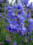 azul claro Flores de jardín La Escalera De Jacob, Polemonium caeruleum Foto