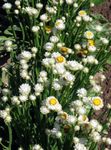 white Garden Flowers Winged everlasting, Ammobium alatum Photo
