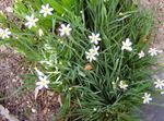 beyaz Bahçe Çiçekleri Yiğit Mavi Gözlü Otu, Mavi Göz Otu, Sisyrinchium fotoğraf