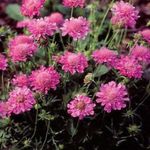 rosa Scabiosa, Nadelkissen Blume Foto